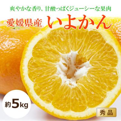 ふるさと納税 松山市 [2027年1月中旬頃から発送予定]いよかん<秀品>約5kg
