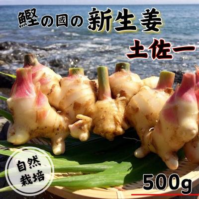 ふるさと納税 中土佐町 鰹乃國の生姜 ( 土佐一 ) 500g