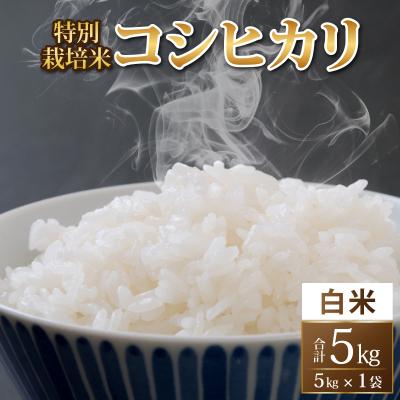 ふるさと納税 永平寺町 [令和8年産 新米 先行予約][白米]特別栽培米 コシヒカリ 5kg [A-033103]