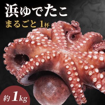 ふるさと納税 南越前町 [先行予約][浜ゆで!!]南越前町産 真蛸 約1.0kg