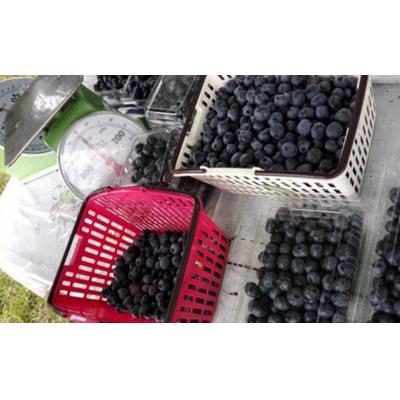 ふるさと納税 七戸町 【令和8年度産】そのまま食べられる 冷凍ブルーベリー(300g)2袋セット |  | 02