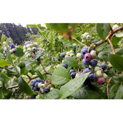 ふるさと納税 七戸町 【令和8年度産】そのまま食べられる 冷凍ブルーベリー(300g)2袋セット |  | 03