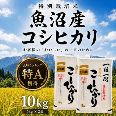 ふるさと納税 小千谷市 【新米】令和8年産 魚沼産コシヒカリ 10kg 特別