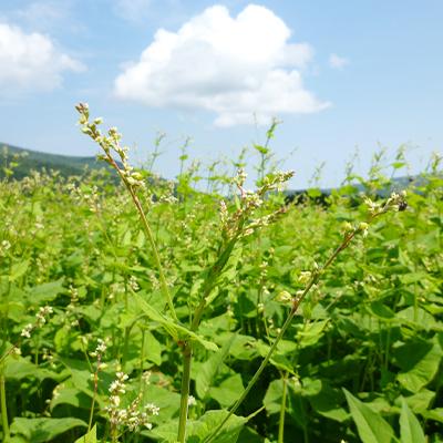 ふるさと納税 雄武町 雄武産韃靼そば乾麺(200g×10袋)【S1217】 |  | 03