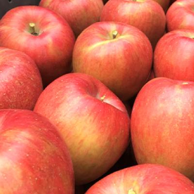 ふるさと納税 中野市 〈信州中野まつじるし農園〉シナノスイート家庭用 約3kg |  | 02