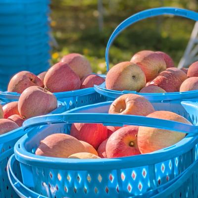 ふるさと納税 中野市 〈信州中野まつじるし農園〉シナノスイート家庭用 約5kg |  | 01