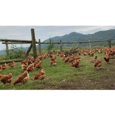ふるさと納税 山梨県 黒富士農場「ハーブで育った放牧卵」の爽やかセット! |  | 02