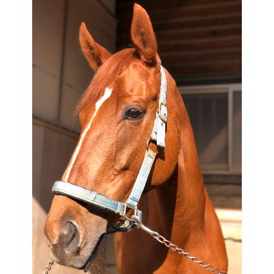 ふるさと納税 滝沢市 馬っこパーク・いわて 乗馬体験券(1名様)