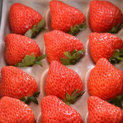 ふるさと納税 いなべ市 多湖農園のデカうまっ苺「紅ほっぺ」化粧箱入り 500g　 | 
