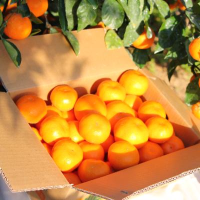 ふるさと納税 湯浅町 蜂久農園のおおきなサイズの有田みかん 約10キロ(秀)サイズ混合(2L・3L)