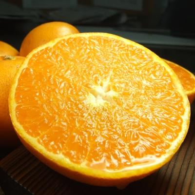 ふるさと納税 湯浅町 せとか[約2.8kg]和歌山県有田産春みかん(果実サイズおまかせ)