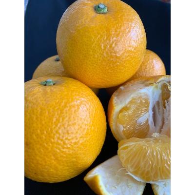 ふるさと納税 湯浅町 はっさく 赤秀品 Lサイズ 5kg