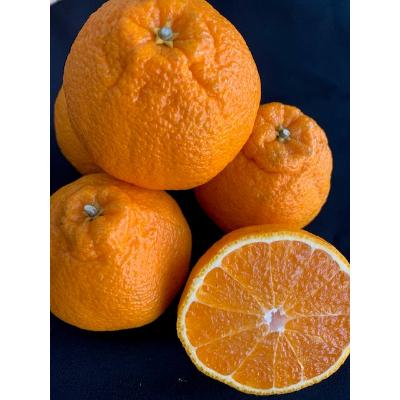 ふるさと納税 湯浅町 しらぬい 化粧箱 12玉入り