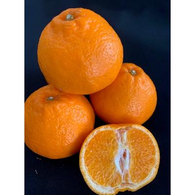 ふるさと納税 湯浅町 &lt;先行受付&gt;完熟 はるみオレンジ L、2L、3Lサイズ 5kg バラ詰め