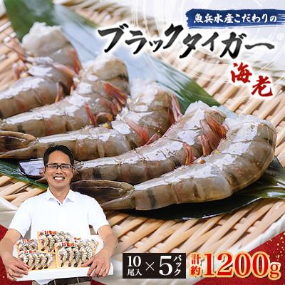 ふるさと納税 ひたちなか市 魚兵水産こだわりのブラックタイガー海老　 10尾5パック(計1200g程度) | 