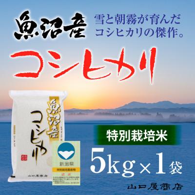 ふるさと納税 十日町市 [令和7年産][厳選☆十日町育ち]“特別栽培米" 魚沼産コシヒカリ 5kg