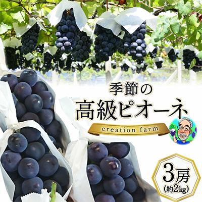 ふるさと納税 韮崎市 [先行受付]朝採れ高級ぶどう3房(約2kg)