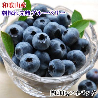 ふるさと納税 紀の川市 和歌山の朝採れ完熟ブルーベリー約800g(約200g×4パック)(紀の川市)