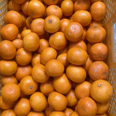 ふるさと納税 湯浅町 黒潮が育てた小粒せとか家庭用5kg