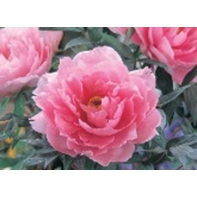 ふるさと納税 五泉市 [11月発送分]五泉市 ボタン根巻2株 3年生苗セット