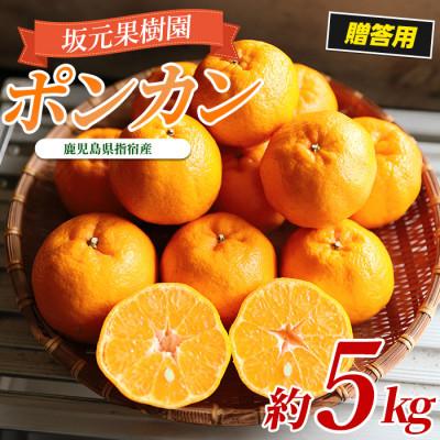 ふるさと納税 指宿市 みかん農家坂元さんちのポンカン贈答用約5kg化粧箱入り(サイズおまかせ)A-103