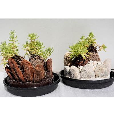 ふるさと納税 指宿市 [思いやり型返礼品]ミニ観賞用植物 『いぶすき松びっくり』2個(ほーぷ)A-304