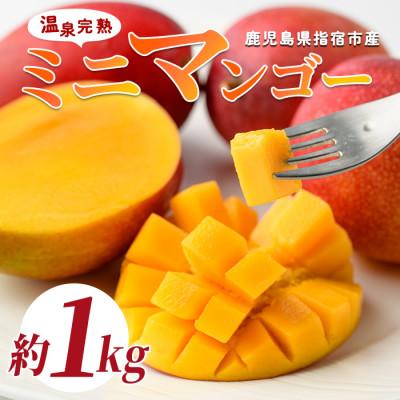 ふるさと納税 指宿市 [2026年 発送]南国指宿の温泉熱で育てた温泉完熟ミニマンゴー約1kg(IB057-005)