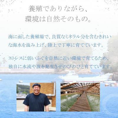 ふるさと納税 松浦市 活〆おうごんとらふぐ刺身4人前セット_2