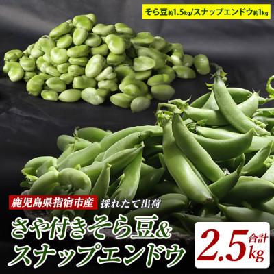 ふるさと納税 指宿市 [2026年1月中旬〜発送]さや付きそら豆約1.5kgとスナップエンドウ約1kgセット(A-207)