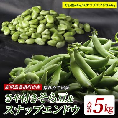 ふるさと納税 指宿市 [2026年1月中旬〜発送]そら豆さや付約4kgとスナップエンドウ約1kgセット(022-1213)