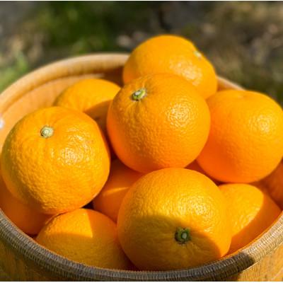 ふるさと納税 湯浅町 [甘〜い八朔!]さつきはっさく 10kg S〜L混合 ご家庭用