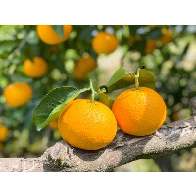 ふるさと納税 湯浅町 [甘〜い八朔!]木成りさつきはっさく 5kg S〜L混合 ご家庭用