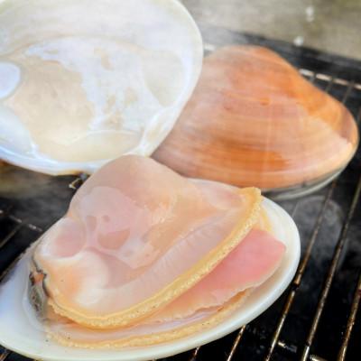 ふるさと納税 旭市 九十九里産　活はまぐり　約3.1kg |  | 02