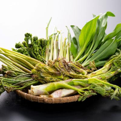 ふるさと納税 豊丘村 [春間近!南信州の春の味をお届けします]旬の山菜詰め合わせセット(期間・数量限定)