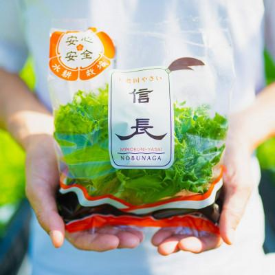 ふるさと納税 瑞穂市 美濃国やさいセット(信長レタス16袋・光秀レタス6袋)