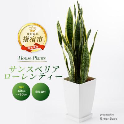 ふるさと納税 指宿市 [観葉植物]サンスベリア・ローレンティー60cm〜80cm(014-1410)