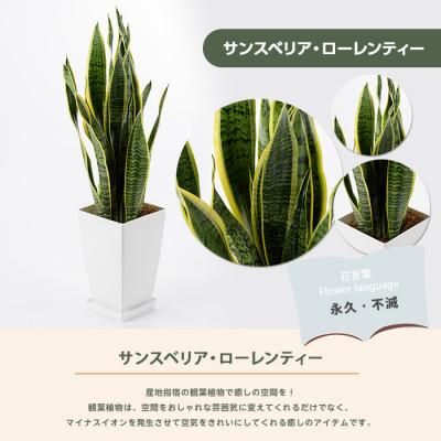ふるさと納税 指宿市 【観葉植物】サンスベリア・ローレンティー60cm〜80cm(IB003-012) |  | 01