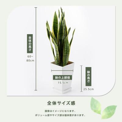 ふるさと納税 指宿市 【観葉植物】サンスベリア・ローレンティー60cm〜80cm(IB003-012) |  | 02