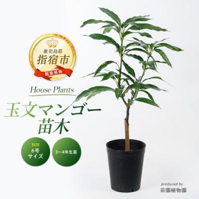 ふるさと納税 指宿市 [観葉植物]玉文(ぎょくぶん)マンゴー苗木6号ポット/3〜4年生苗木(030-1505)