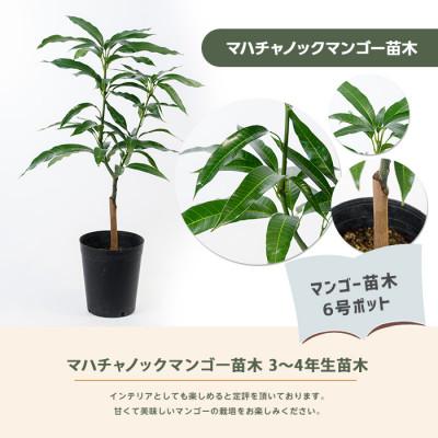 ふるさと納税 指宿市 【観葉植物】マハチャノックマンゴー苗木6号