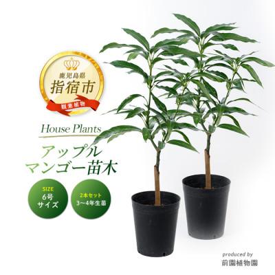 ふるさと納税 指宿市 [観葉植物]アップルマンゴー苗木2本セット 6号ポット(055-1361)