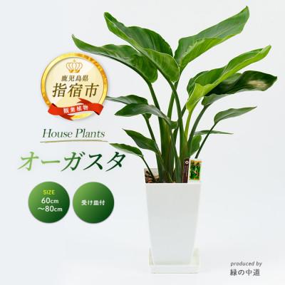 ふるさと納税 指宿市 [観葉植物]オーガスタ60cm〜80cm(IB067-003)