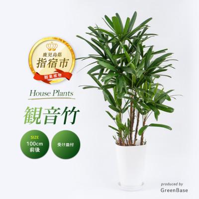 ふるさと納税 指宿市 [観葉植物] 観音竹 8号鉢 (IB003-005)