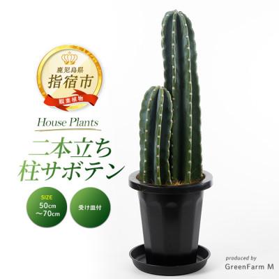 ふるさと納税 指宿市 [観葉植物]二本立ち柱サボテン50cm〜70cm(IB075-006)