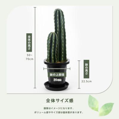 柱サボテン 2本立ち 【公式通販】