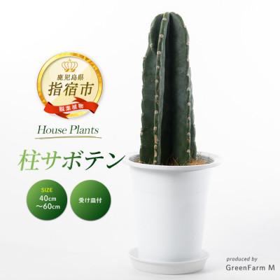 ふるさと納税 指宿市 [観葉植物]柱サボテン40cm〜60cm(IB075-007)
