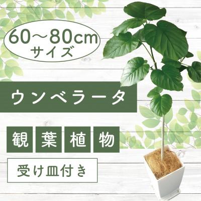 ふるさと納税 指宿市 [観葉植物]ウンベラータ60cm〜80cm(014-1370)