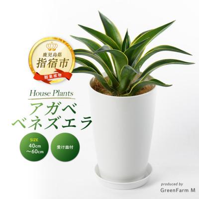ふるさと納税 指宿市 [観葉植物]アガベ ベネズエラ黄40cm〜60cm(016-1357)