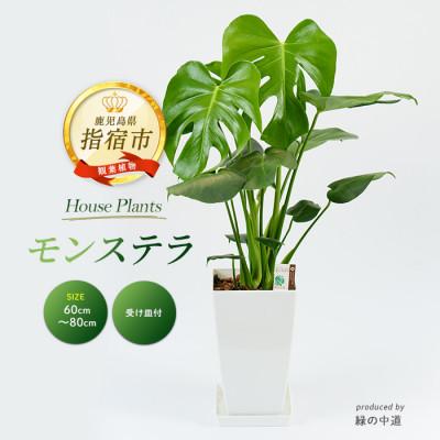 ふるさと納税 指宿市 [観葉植物]モンステラ60cm〜80cm(IB067-006)