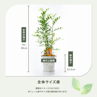 ふるさと納税 指宿市 【観葉植物】シルクジャスミン70cm〜90cm(IB086-005) |  | 02
